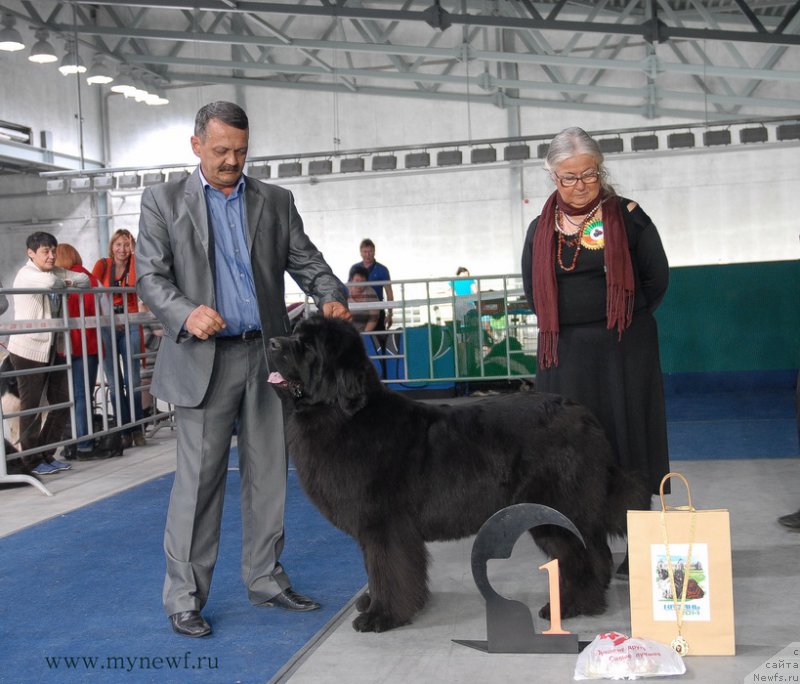 Фото: ньюфаундленд Zvezdnij Dar Afrodita (Звездный Дар Афродита)