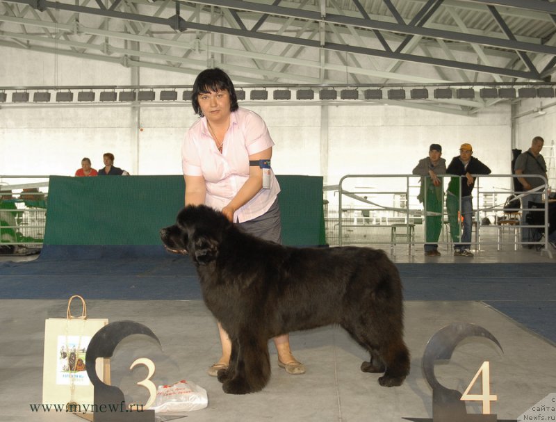 Фото: ньюфаундленд I'm in Love Midnight Bear