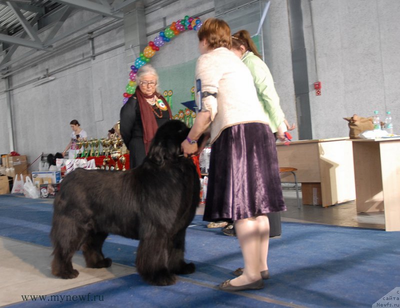 Фото: ньюфаундленд Aquatoriya Kelvin Inspirit Life (Акватория Келвин Инспирит Лайф)