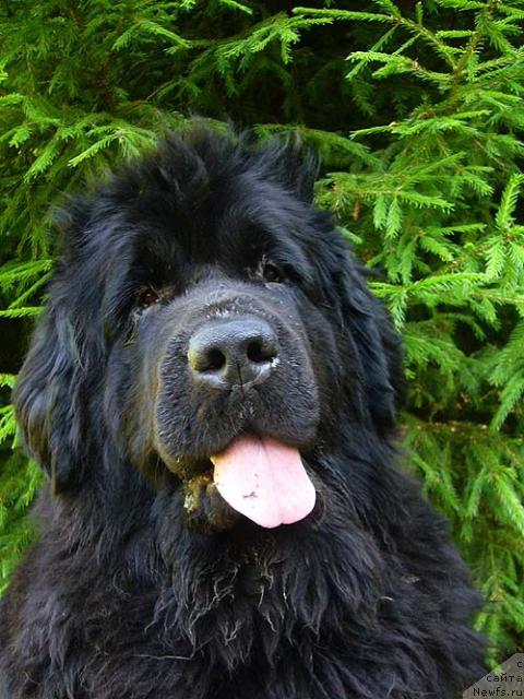 Фото: ньюфаундленд Super Bizon Antaliya (Супер Бизон Анталия)