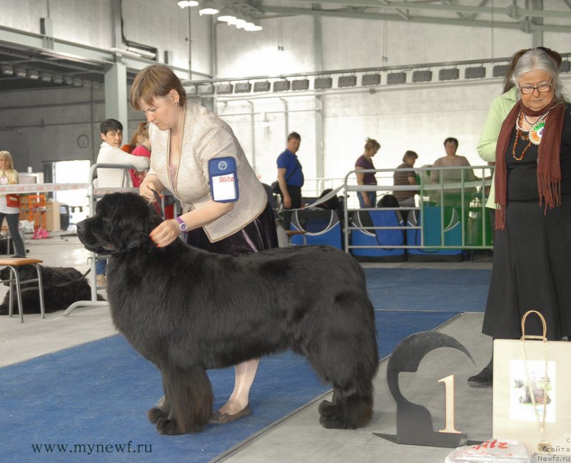 Фото: ньюфаундленд Aquatoriya Kelvin Inspirit Life (Акватория Келвин Инспирит Лайф)