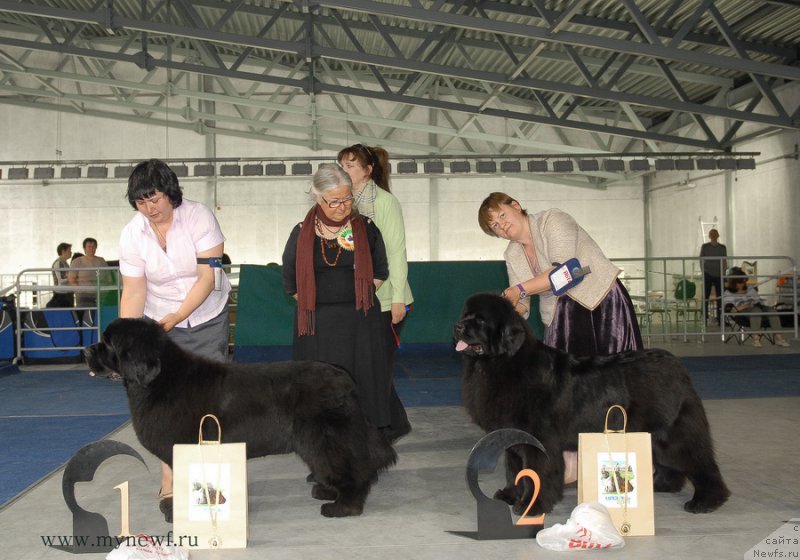Фото: ньюфаундленд Zholli Wonderfull iz Medvejyego Yara (Жолли Вандерфулл из Медвежьего Яра), ньюфаундленд Aquatoria Kelvin Ursa High Spirit (Акватория Келвин Урса Хай Спирит)