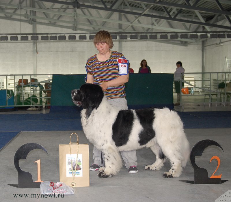 Фото: ньюфаундленд Black Diamond Agidel ot Potapa Triumf (Блэк Диамонд Агидель от Потапа Триумф)