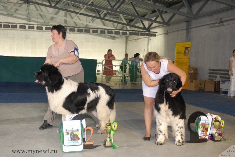 Фото: ньюфаундленд Super Premium Zhodo Ferolli (Супер Премиум Жодо Феролли), ньюфаундленд Plushevaya Panda Ferrero Rond Noir (Плюшевая Панда Ферреро Ронд Нуар)