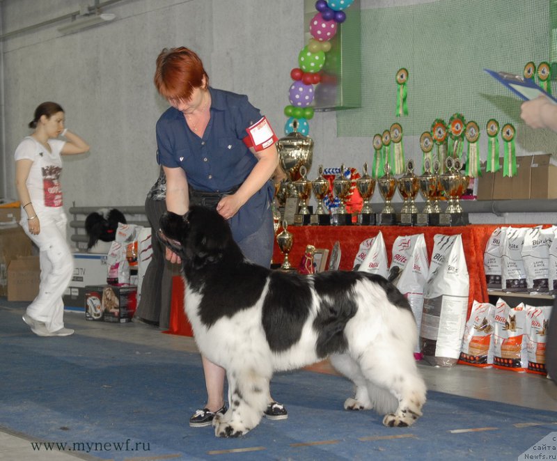 Фото: ньюфаундленд Iskushenie Moey Dushi (Искушение Моей Души)