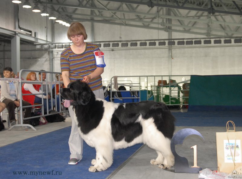 Фото: ньюфаундленд Super Premium Zheneva (Супер Премиум Женева)