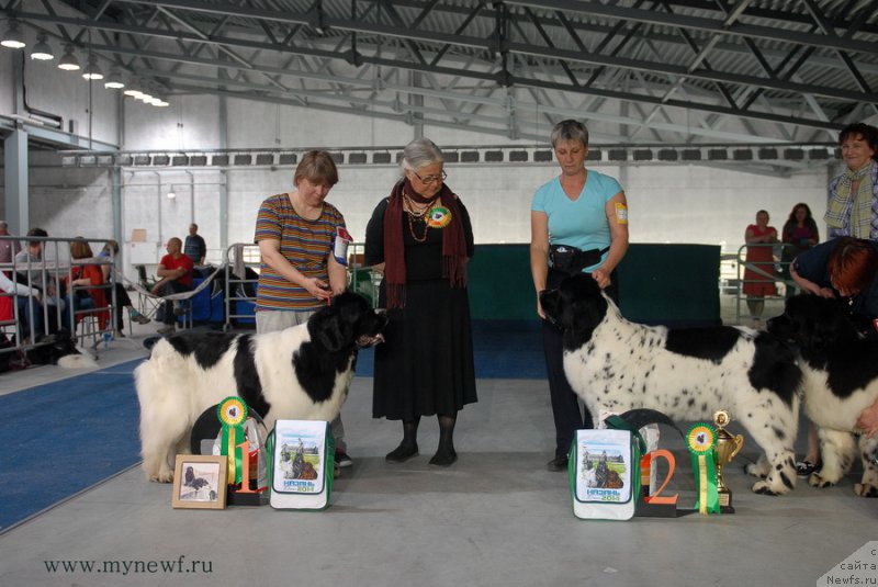Фото: ньюфаундленд Super Premium Zheneva (Супер Премиум Женева), ньюфаундленд Skazochnaya Kroha Prelestnaya Blondi (Сказочная Кроха Прелестная Блонди)