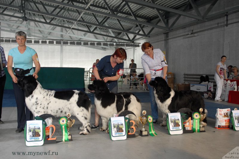 Фото: ньюфаундленд Skazochnaya Kroha Prelestnaya Blondi (Сказочная Кроха Прелестная Блонди), ньюфаундленд Iskushenie Moey Dushi (Искушение Моей Души), ньюфаундленд Sent Djons Glamour Lady (Сент Джонс Гламур Леди)