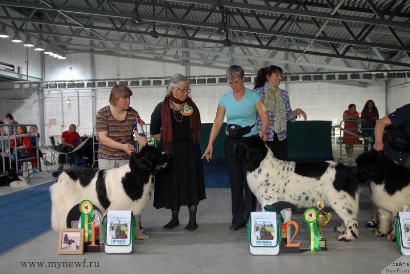 Фото: ньюфаундленд Super Premium Zheneva (Супер Премиум Женева), ньюфаундленд Skazochnaya Kroha Prelestnaya Blondi (Сказочная Кроха Прелестная Блонди)