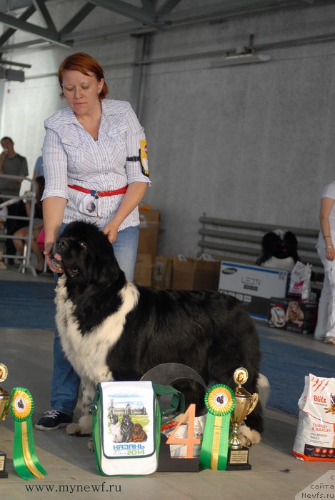 Фото: ньюфаундленд Sent Djons Glamour Lady (Сент Джонс Гламур Леди)