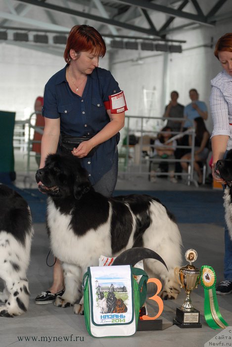 Фото: ньюфаундленд Iskushenie Moey Dushi (Искушение Моей Души)