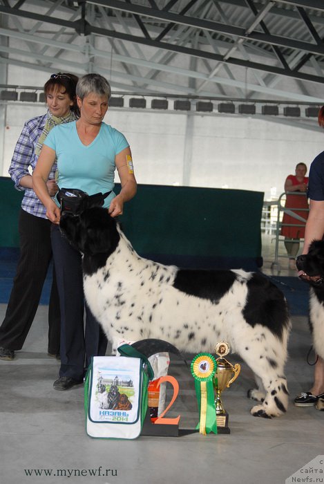 Фото: ньюфаундленд Skazochnaya Kroha Prelestnaya Blondi (Сказочная Кроха Прелестная Блонди)