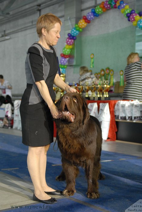 Фото: ньюфаундленд Charmer Denkam Bronze (Чармер Денкам Бронз)