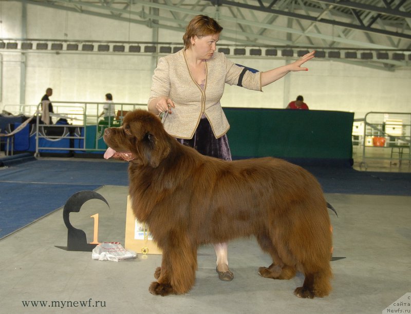 Фото: ньюфаундленд Aquatoriya Kelvin Rise After Me (Акватория Келвин Райз Афтэ Ми)