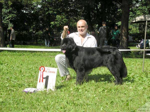 Фото: ньюфаундленд Viv'en Smigar SHou Gell (Вивьен Смигар Шоу Гелл)