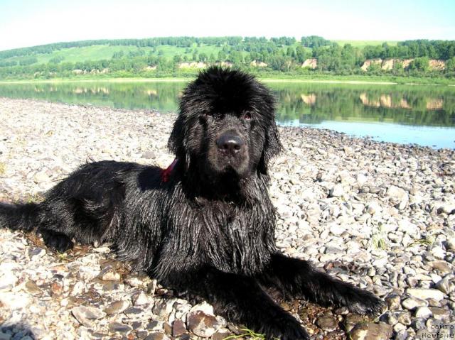 Фото: ньюфаундленд King of Helluland Dizzy Beauty