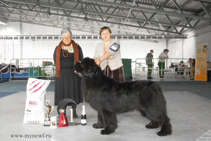 Фото: ньюфаундленд Aquatoriya Kelvin Ultimatum (Акватория Келвин Ультиматум)