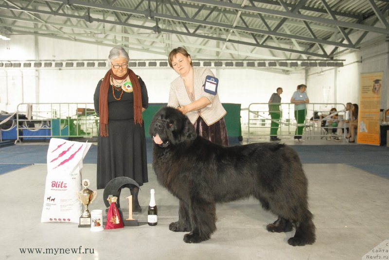 Фото: ньюфаундленд Aquatoriya Kelvin Ultimatum (Акватория Келвин Ультиматум)