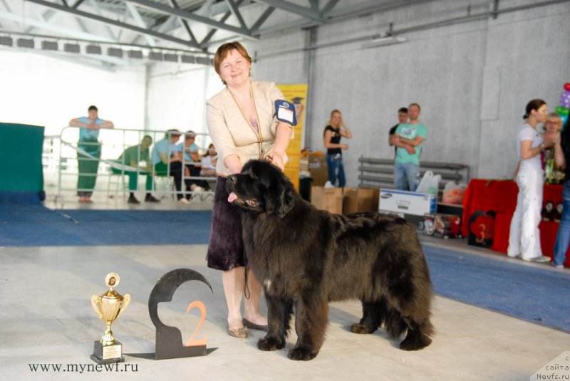 Фото: ньюфаундленд Aquatoriya Kelvin Schedrost Fortuny (Акватория Келвин Щедрость Фортуны)