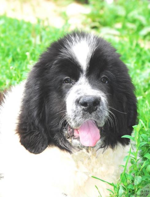 Фото: ньюфаундленд Sent Djons Princip Domino (Сент Джонс Принцип Домино)