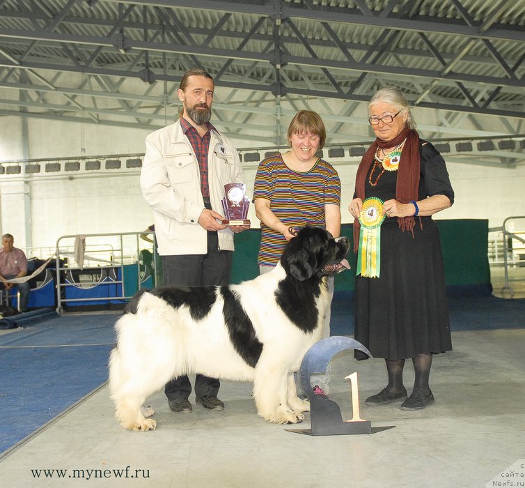 Фото: ньюфаундленд Super Premium Zheneva (Супер Премиум Женева)