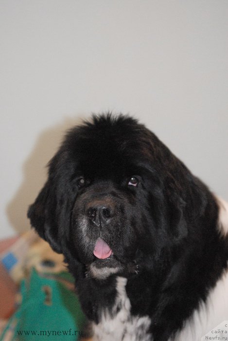 Фото: ньюфаундленд Sent Djons Glamour Lady (Сент Джонс Гламур Леди)