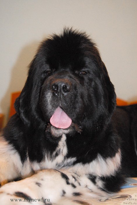 Фото: ньюфаундленд Sent Djons Glamour Lady (Сент Джонс Гламур Леди)