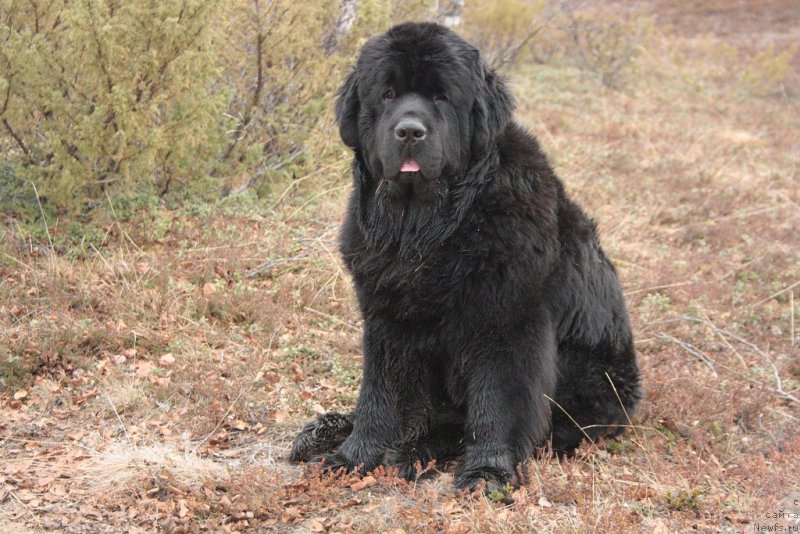 Фото: ньюфаундленд YAntarnaya Mechta (Янтарная Мечта)