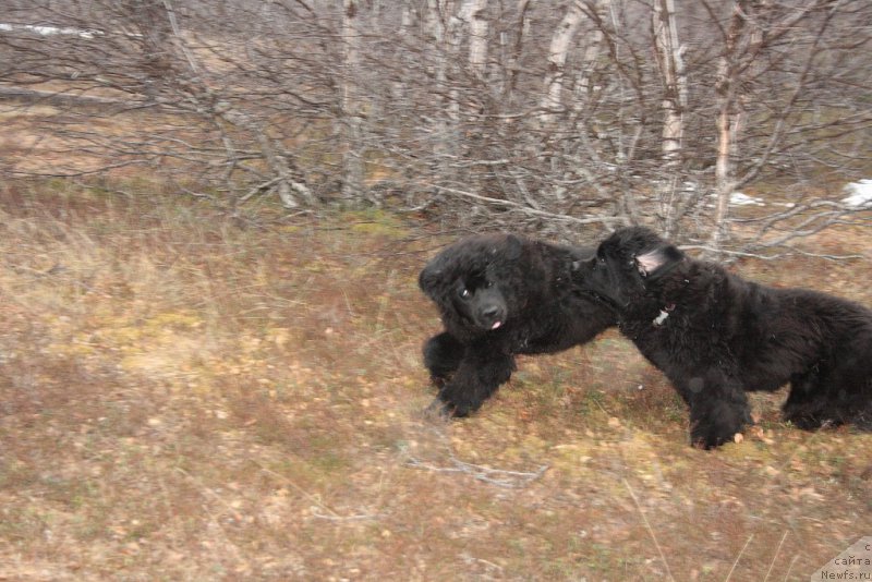 Фото: ньюфаундленд Anabelle Kvin of zye Mountayns (Анабелле Квин оф зэ Моунтайнс), ньюфаундленд Ariel' Princess of ze Sii (Ариель Принцесс оф зе Сии)