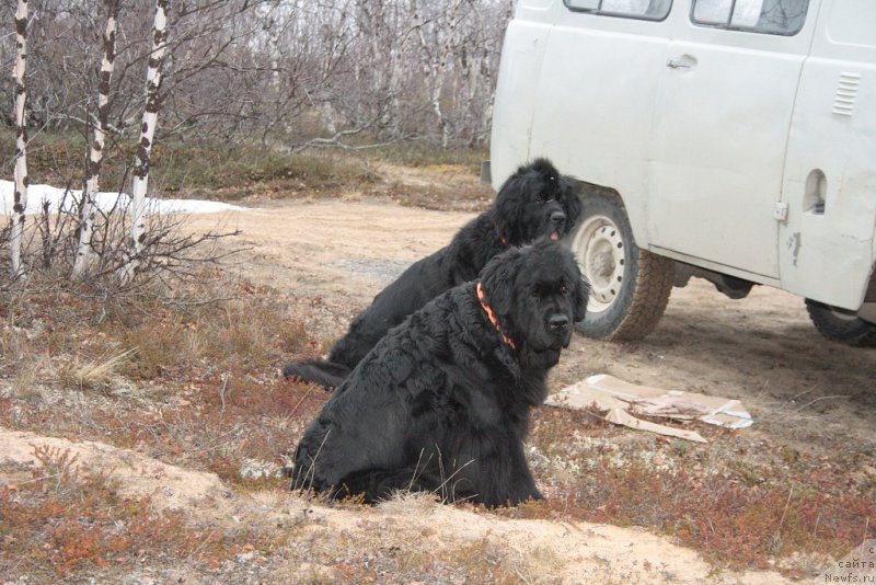 Фото: ньюфаундленд Fortuna of Giant's Island, ньюфаундленд Gloriya Grand Blek (Глория Гранд Блек)