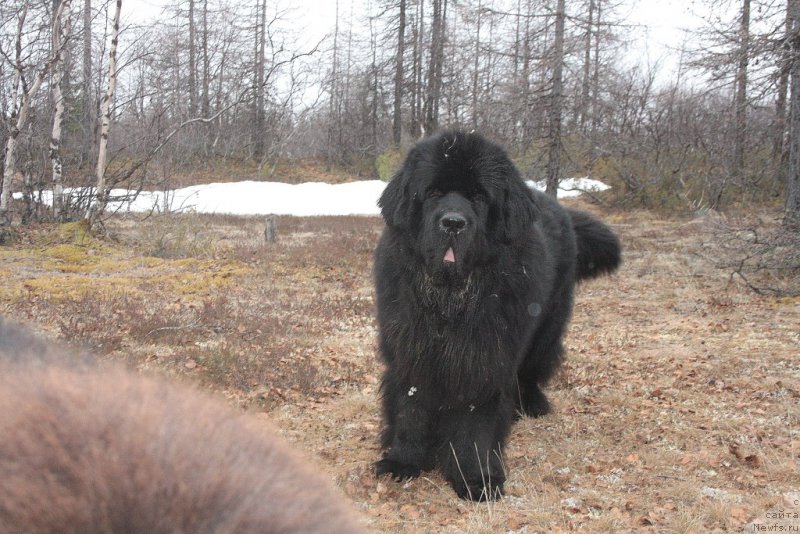 Фото: ньюфаундленд Beguschaya po Volnam Zero Kool (Бегущая по Волнам Зеро Коол)