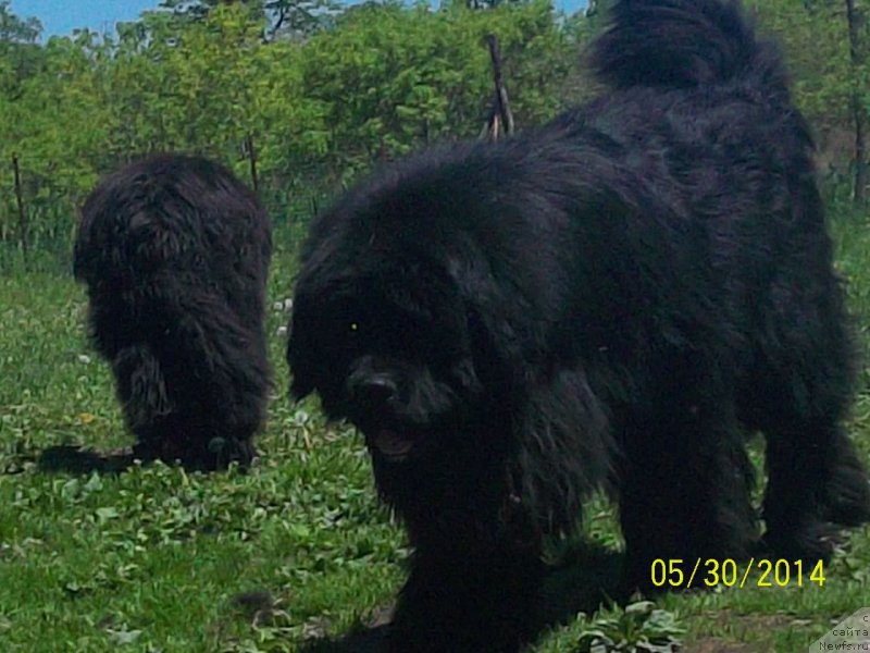 Фото: ньюфаундленд Super Premium Mikado (Супер Премиум Микадо)