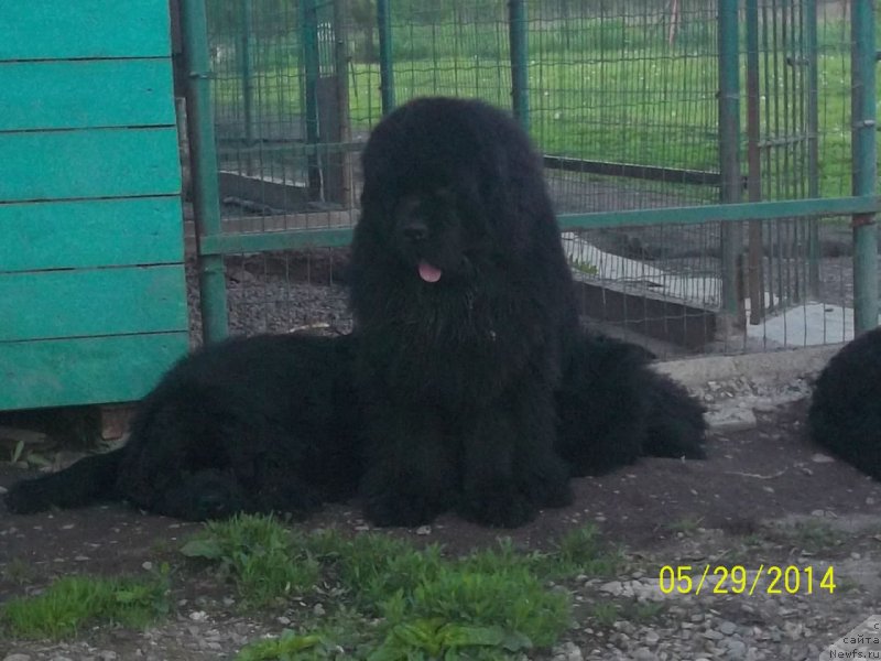 Фото: ньюфаундленд Super Premium Liniel Daylirring (Супер Премиум Линиэль Дайлиррин), ньюфаундленд Super Premium Mikado (Супер Премиум Микадо)