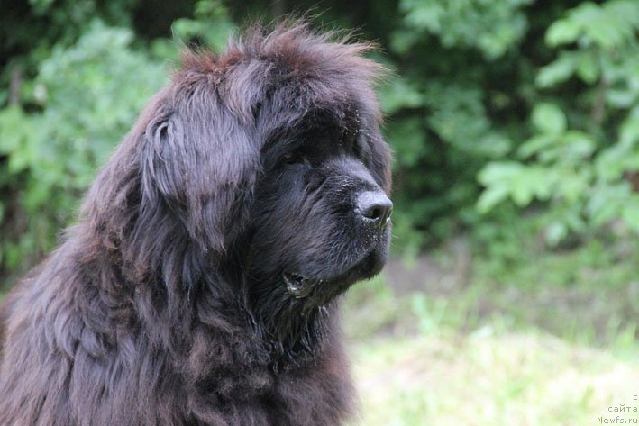 Фото: ньюфаундленд Mariya Mirabella s Berega Dona (Мария Мирабелла с Берега Дона)