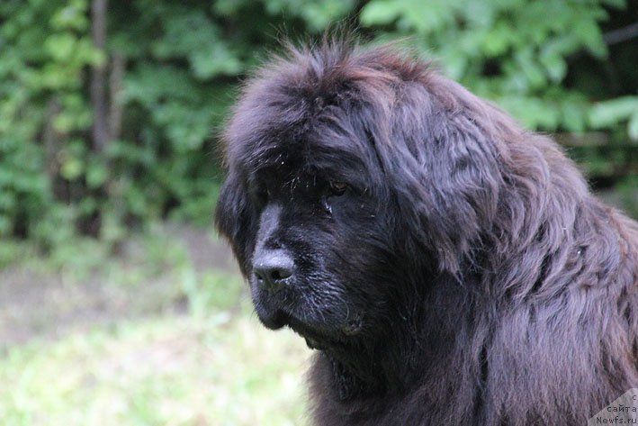 Фото: ньюфаундленд Mariya Mirabella s Berega Dona (Мария Мирабелла с Берега Дона)