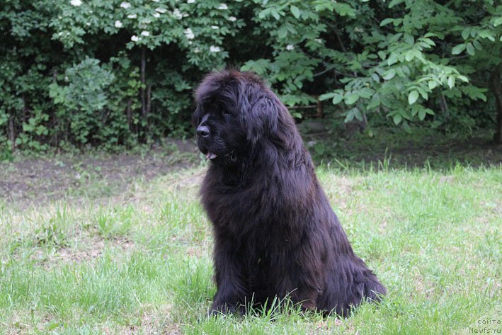 Фото: ньюфаундленд Mariya Mirabella s Berega Dona (Мария Мирабелла с Берега Дона)