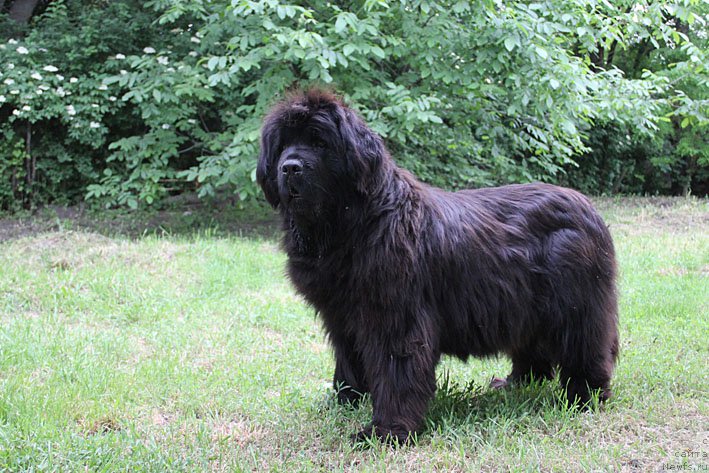 Фото: ньюфаундленд Mariya Mirabella s Berega Dona (Мария Мирабелла с Берега Дона)