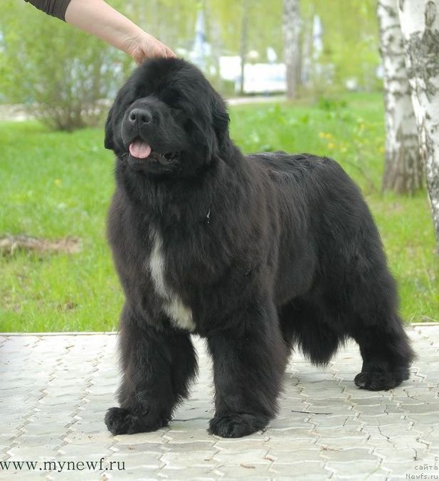 Фото: ньюфаундленд Moon Brook Beliv In Angel (Моон Броок Белив Ин Ангел)