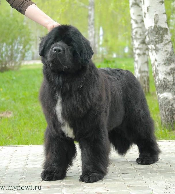 Фото: ньюфаундленд Moon Brook Beliv In Angel (Моон Броок Белив Ин Ангел)