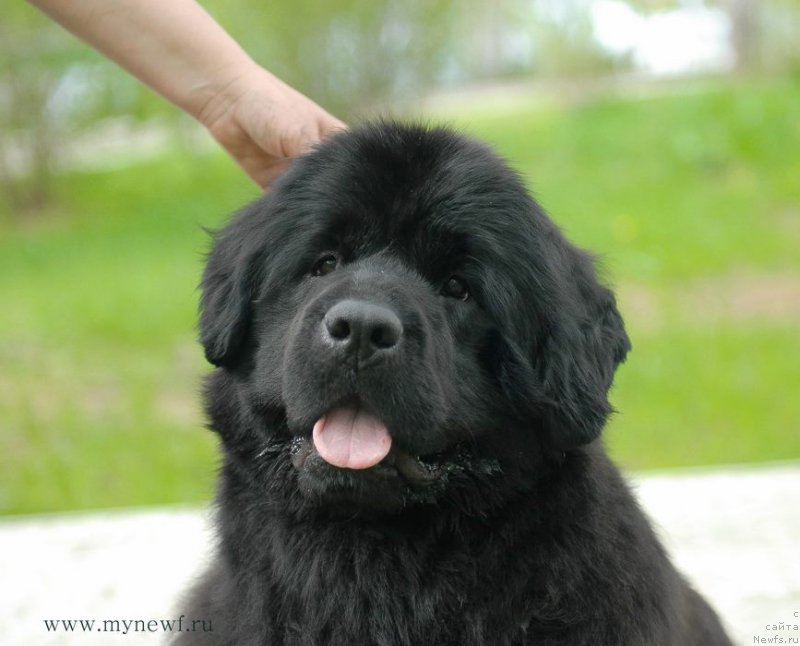 Фото: ньюфаундленд Moon Brook Beliv In Angel (Моон Броок Белив Ин Ангел)