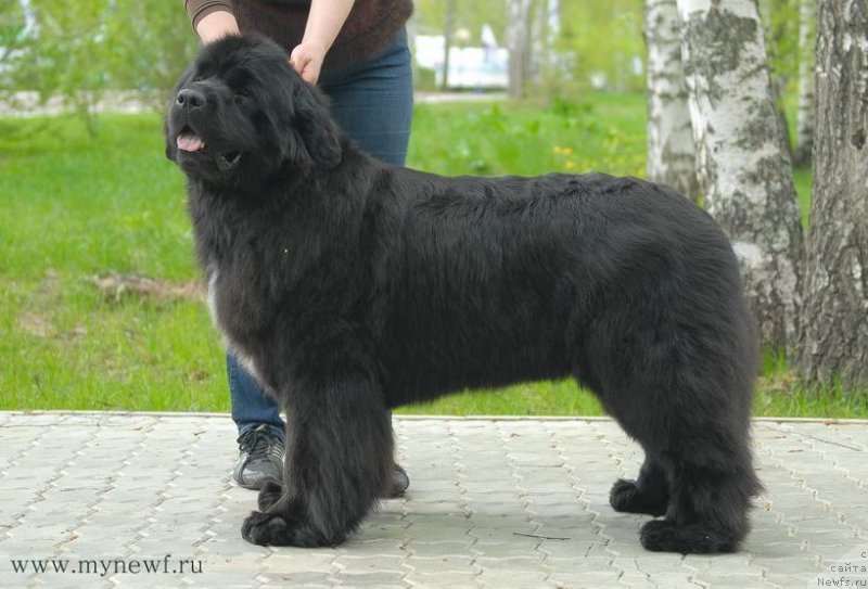 Фото: ньюфаундленд Moon Brook Beliv In Angel (Моон Броок Белив Ин Ангел)