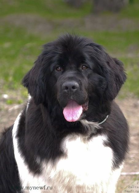 Фото: ньюфаундленд Akvian Song Kiss from Rouz (Аквиан Сонг Кисс Фром Роуз)