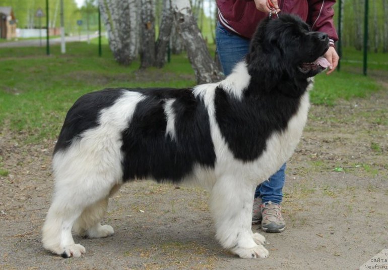 Фотография № 154941