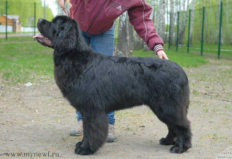 Фото: ньюфаундленд Akvian Song Lavatera (Аквиан Сонг Лаватера)