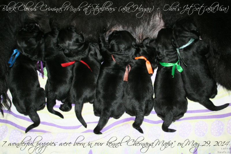 Фото: ньюфаундленд Chernaya Mafia Shake and Play (Черная Мафия Шаке анд Плау), ньюфаундленд Chernaya Mafia Shrodinger Theory (Черная Мафия Шродингер Тхеору), ньюфаундленд Chernaya Mafia Short and Sweet (Черная Мафия Шорт анд Свеет), ньюфаундленд Chernaya Mafia Shengen Visa (Черная Мафия Шенген Виза), ньюфаундленд Chernaya Mafia She is a Lady (Черная Мафия Ше ис а Ладу), ньюфаундленд Chernaya Mafia Shape of my Heart (Черная Мафия Шапе оф му Хеарт), ньюфаундленд Chernaya Mafia Shot in the Dark (Черная Мафия Шот ин тхе Дарк)