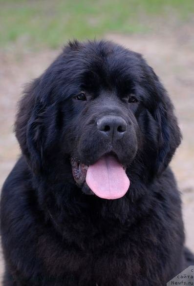 Фото: ньюфаундленд Akvian Song Lavatera (Аквиан Сонг Лаватера)