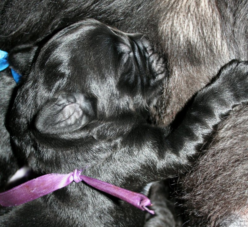 Фото: ньюфаундленд Chernaya Mafia Shrodinger Theory (Черная Мафия Шродингер Тхеору)