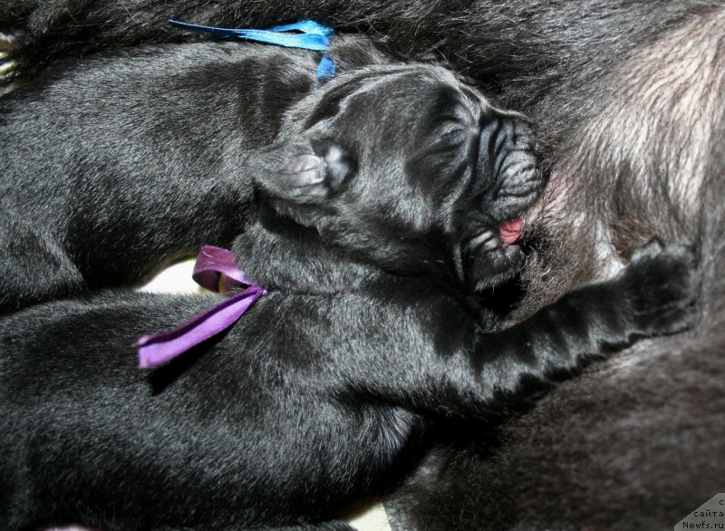 Фотография № 154950