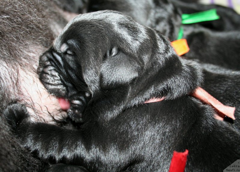 Фотография № 154951