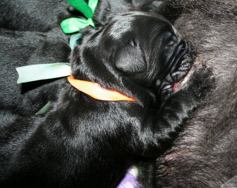 Фотография № 154952